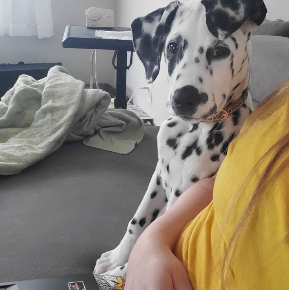 Meet Max! - Picture 4 of 14
